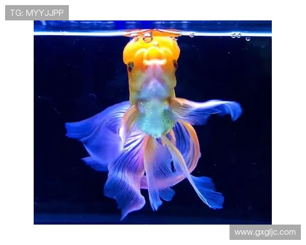 跳水运动的魅力:飞入水中的舞蹈篇 跳水运动的魅力:飞入水中的舞蹈篇